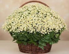 Цветочная композиция из Ромашки в корзине #REPLACE_PRED# Горки Ленинские